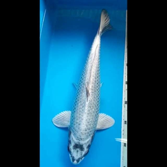 MUKASHI GINRIN PUNUK BODY JUMBO 38 Cm