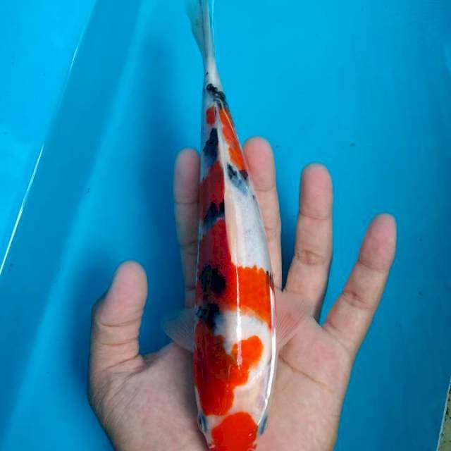 Sanke 20 cm