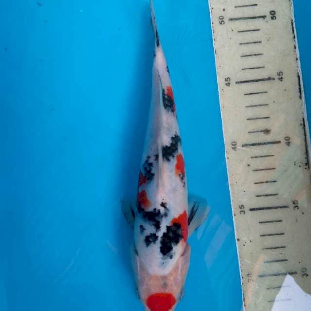 Sanke Maruten 24 cm