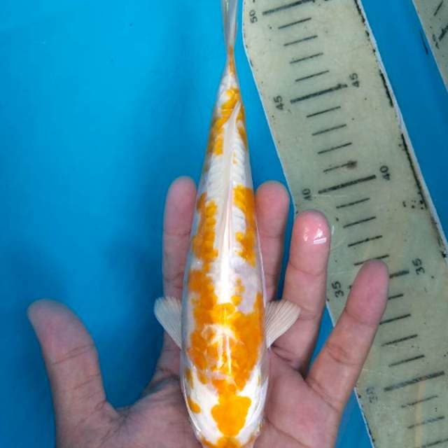 Kuning putih aragoke 20 cm