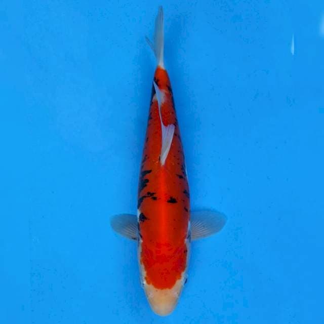 Maruhiro Beni Kumon