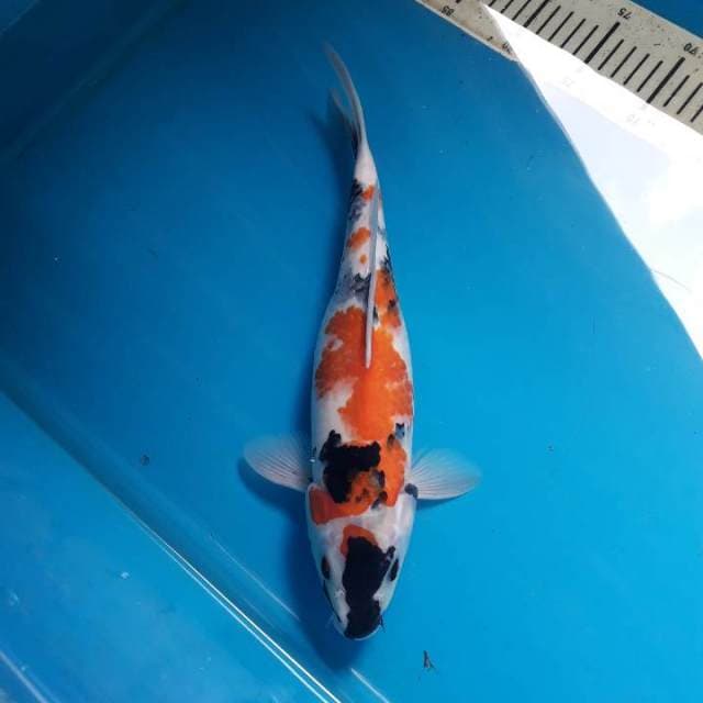 35cm Showa Female