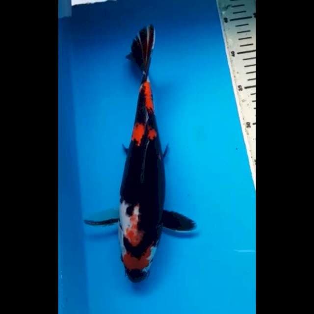 SHOWA 30 Cm
