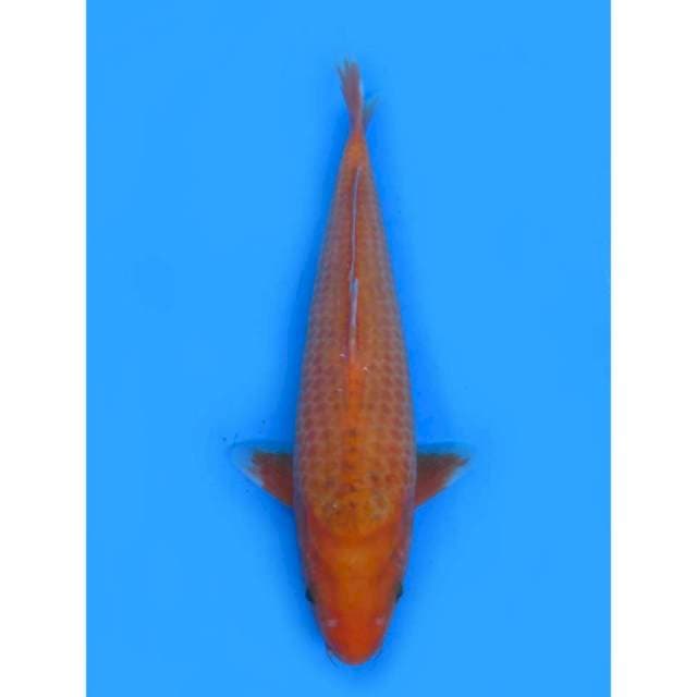 JT Kawarimono - 35cm Male
