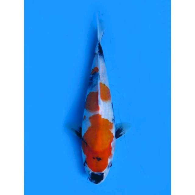 Kindai Ori Prospek - 28cm Male