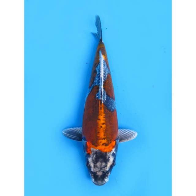 BeniKiko SQ - 26cm Male