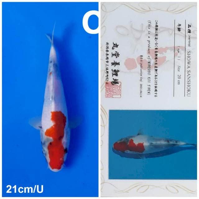 Showa marudo