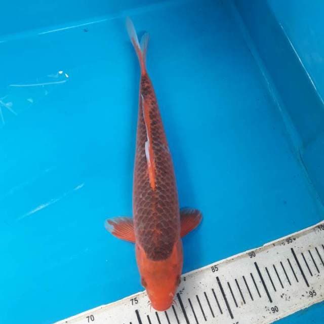 35cm Hi asagi Male