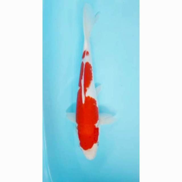 Kohaku