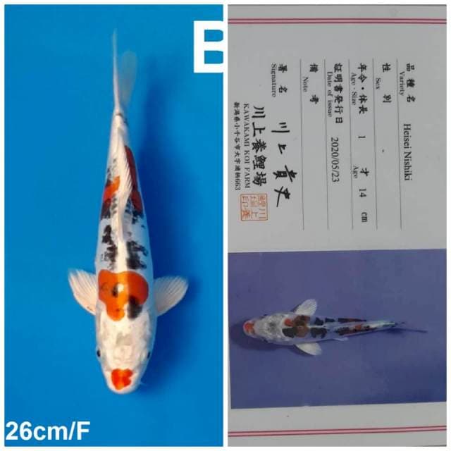 Heisei nishiki kawakami