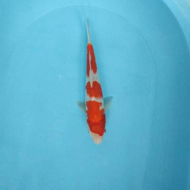 Sandan kohaku 28cm