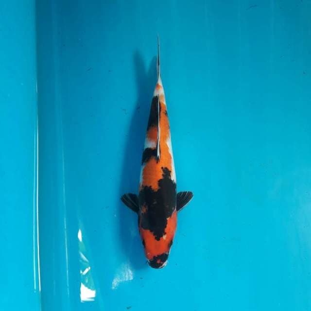 27cm Showa Male