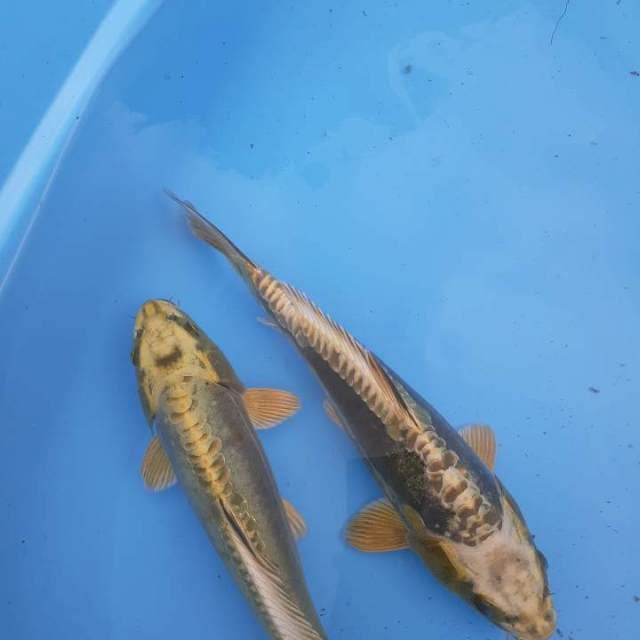 Kiko 30 cm