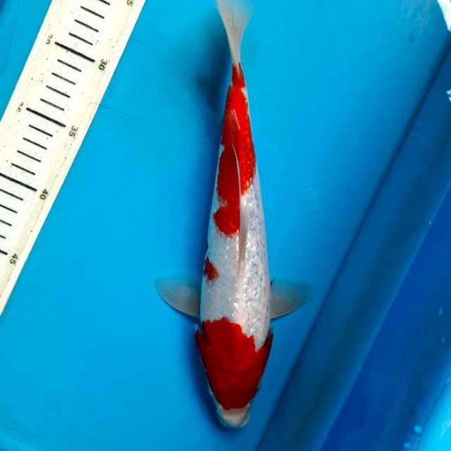 Ginrin kohaku 29cm