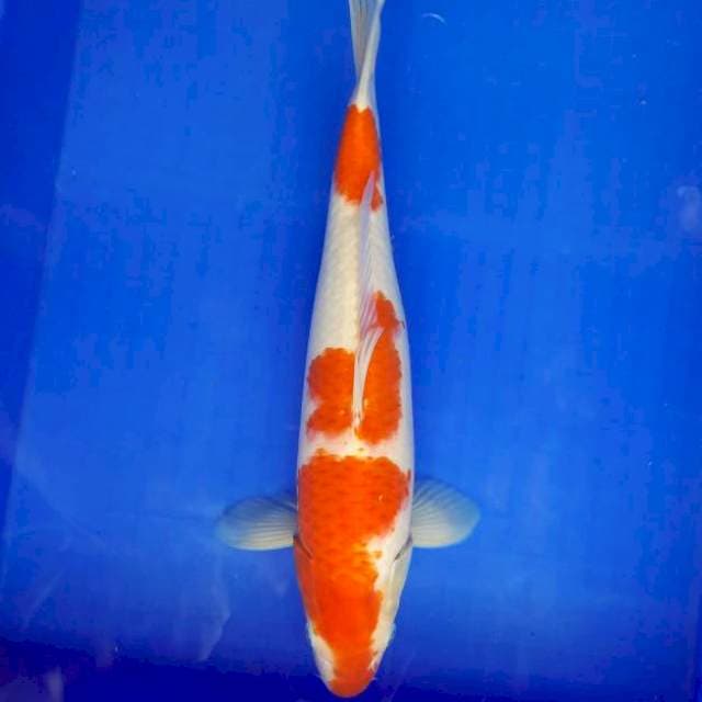 Kohaku 38cm female
