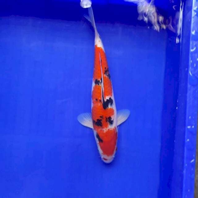 Sanke 30cm Male