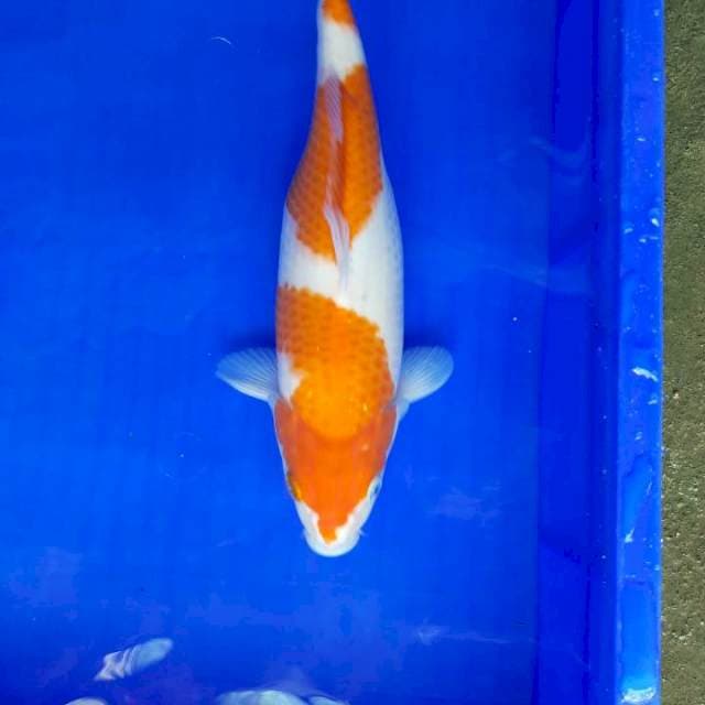 Kohaku 33cm female