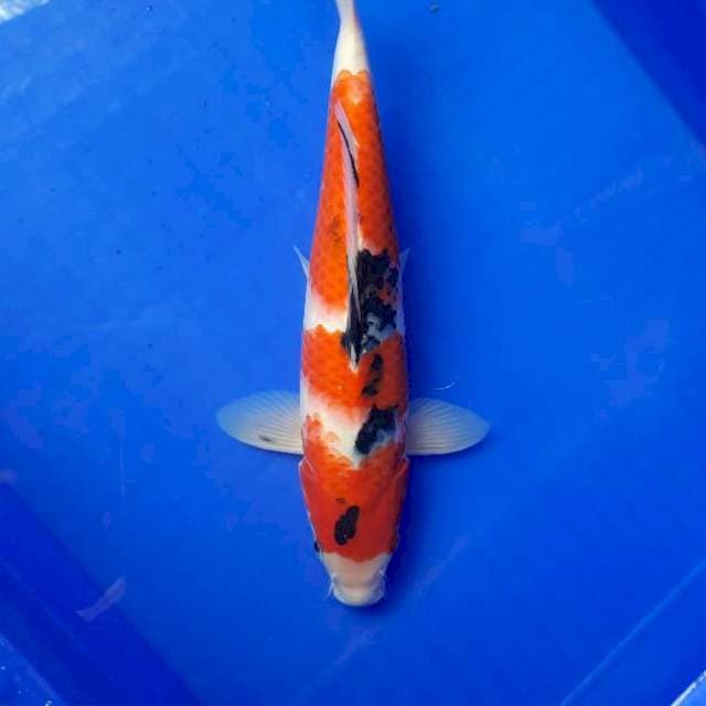 Sanke 32cm male