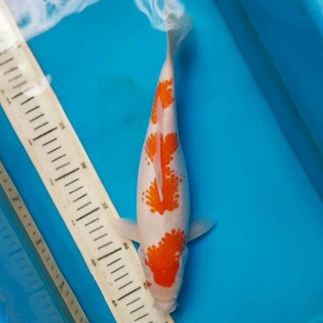 Kanoko kohaku 31cm female