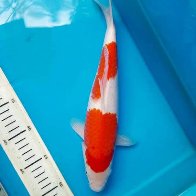 Nidan kohaku 30cm female