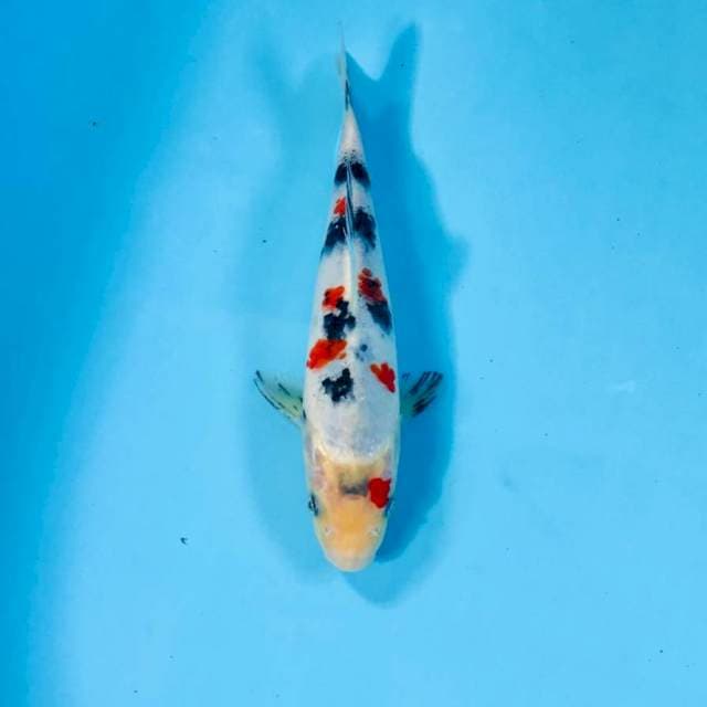 Sanke, 20 cm