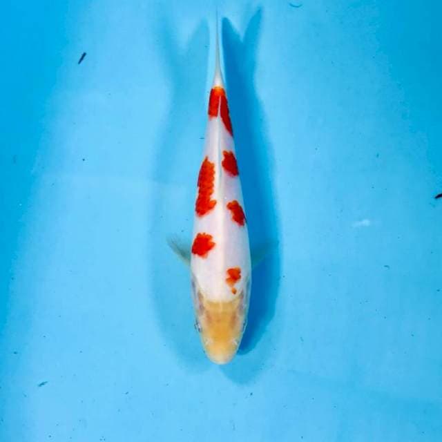 Kohaku, 20 cm