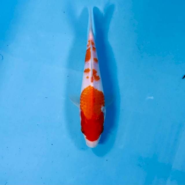Kohaku, 20 cm