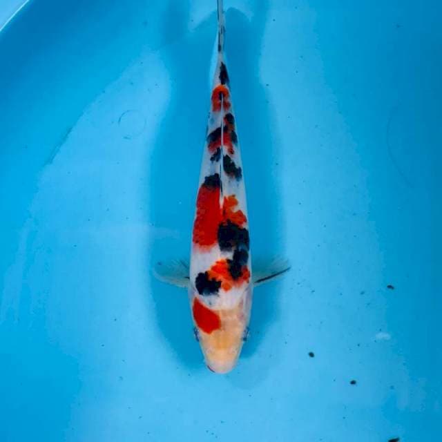 Sanke, 21 cm
