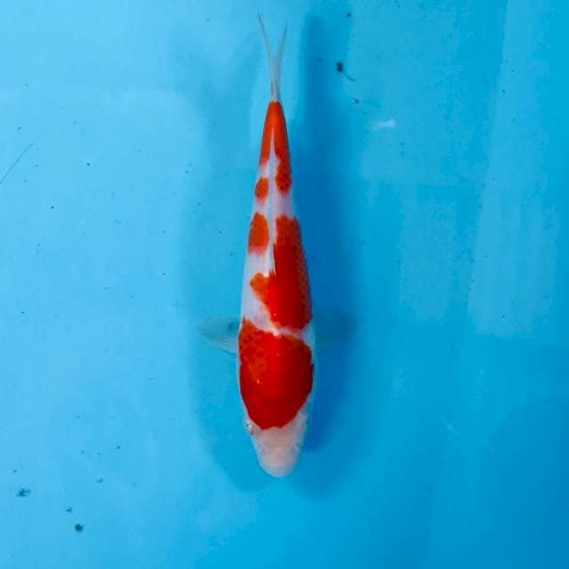 Kohaku, 18 cm