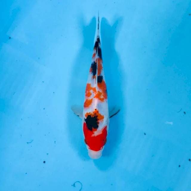 Sanke, 22 cm
