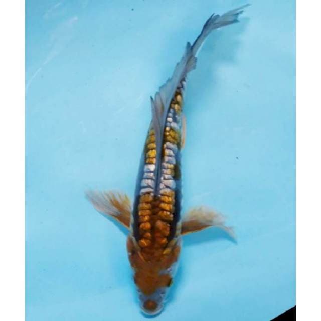 Kumpay Ochiba Ginrin 29cm