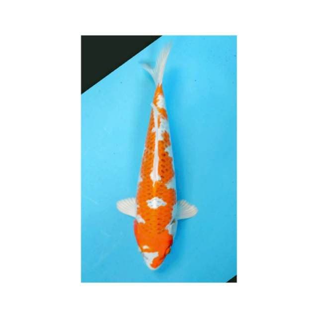 Kujaku Jooz 28cm