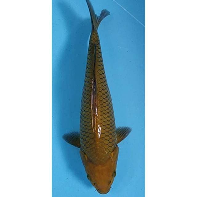 Midorigoi 34cm