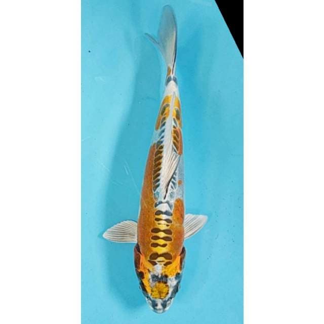 Yellow Kikokuryu 28cm