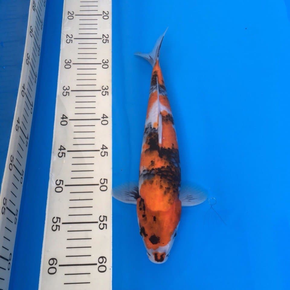 showa 34cm