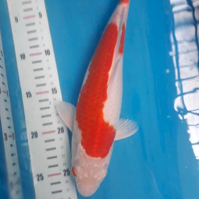 Kohaku merona