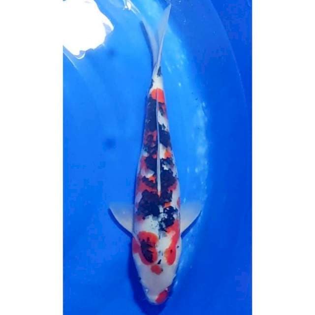 Jumbo Sanke Pola Unik 41cm (F)