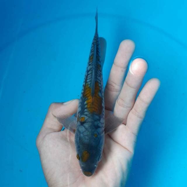 OCHIBA ARAGOKE MALE