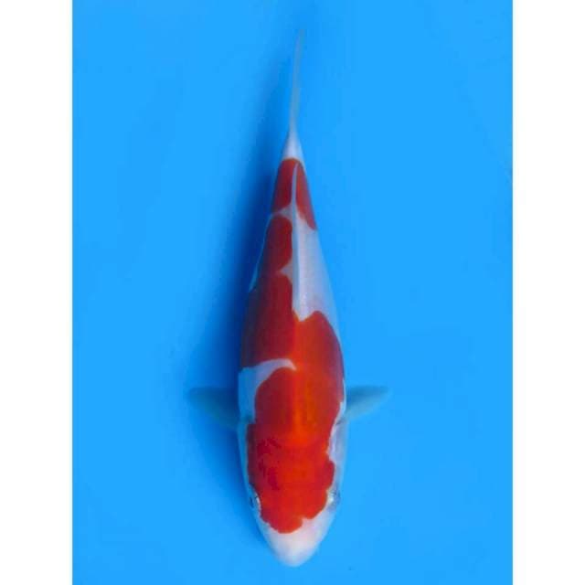Kohaku Doitsu Murni - 18cm