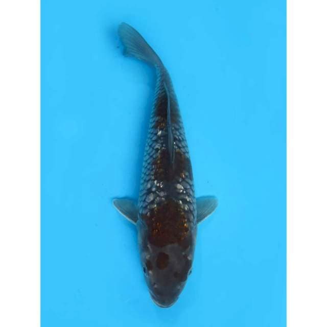 Ochiba Ginrin - 28cm Male