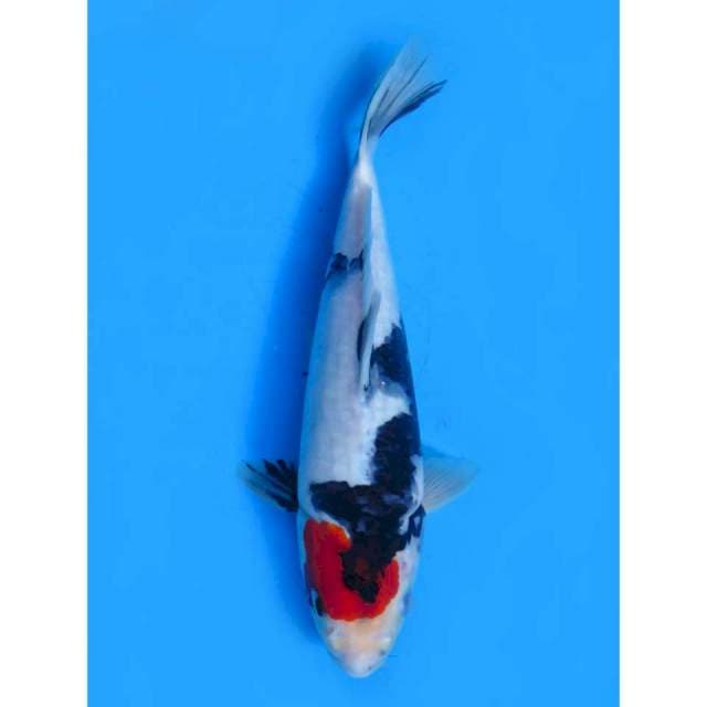 Good Skin Ori - 32cm Male