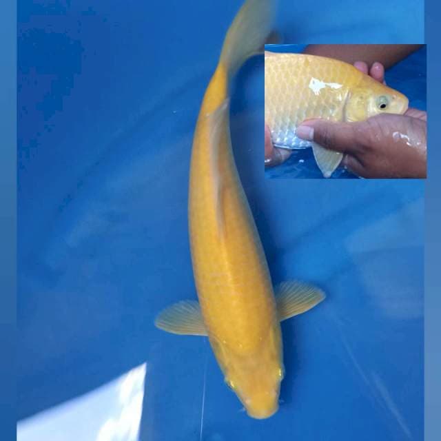 Karasi Berpunuk