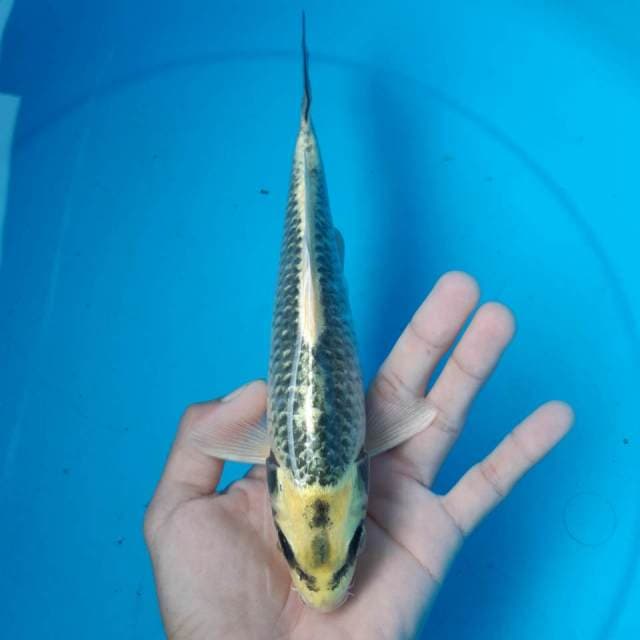 KAWARI ANTIK