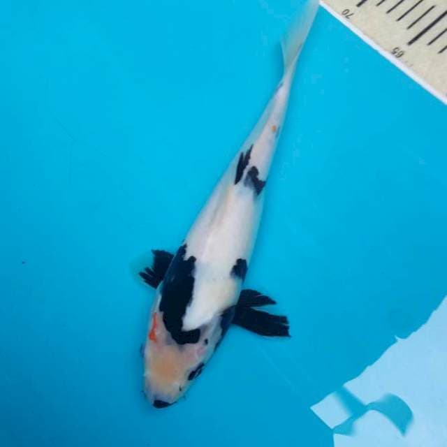 SIRO PUTIH SALJU 29 CM