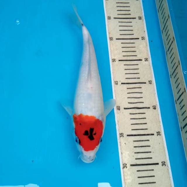 TANCO SOWA 31 CM