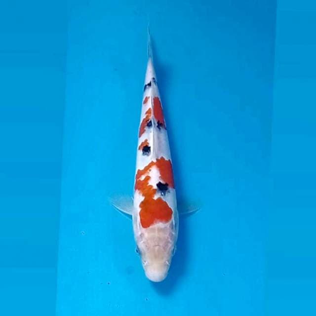 Sanke, 20 cm