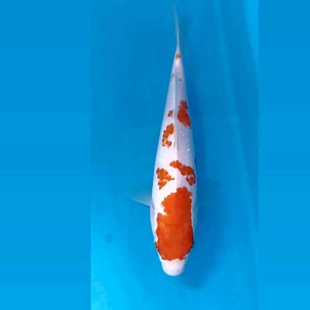 Kohaku, 22 cm