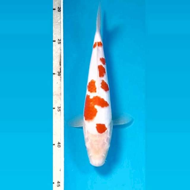 Kohaku, 22 cm