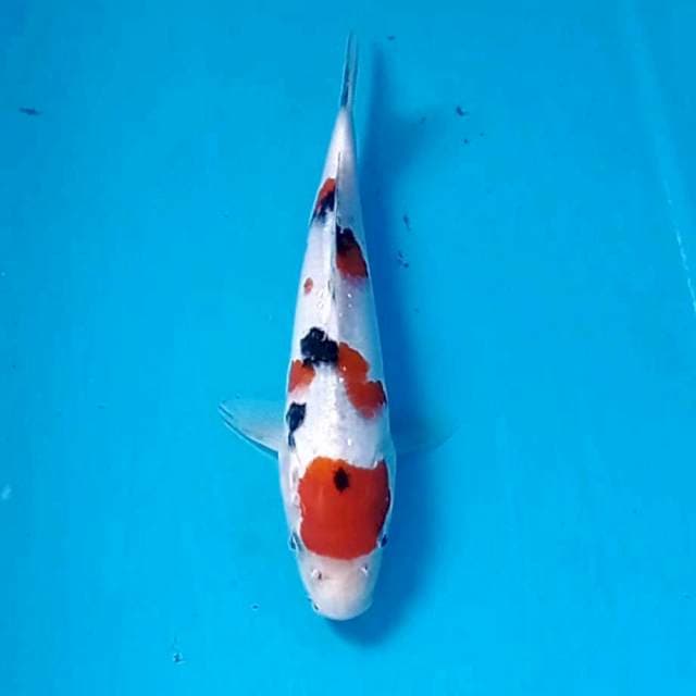 Sanke, 16 cm