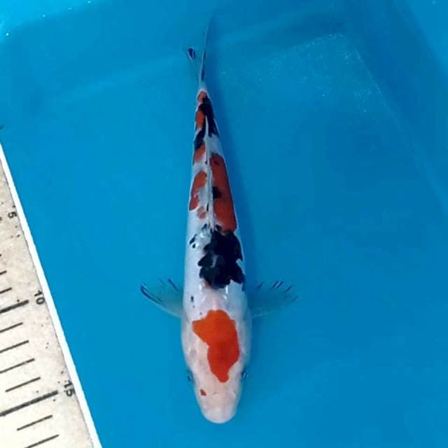 Sanke, 21 cm